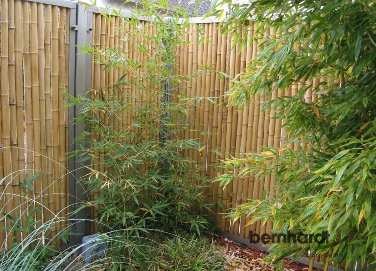 Bambuszaun